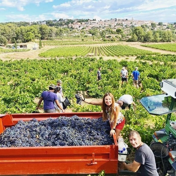 Vendanges En Cours Dans Les Vignobles De Bandol