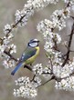 Po Sie Premier Sourire Du Printemps Par T Ophile Gautier